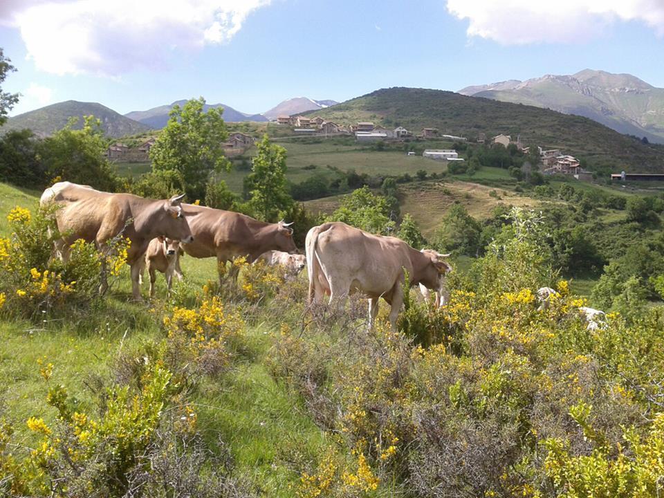 Turismo Rural Castell Neril エクステリア 写真